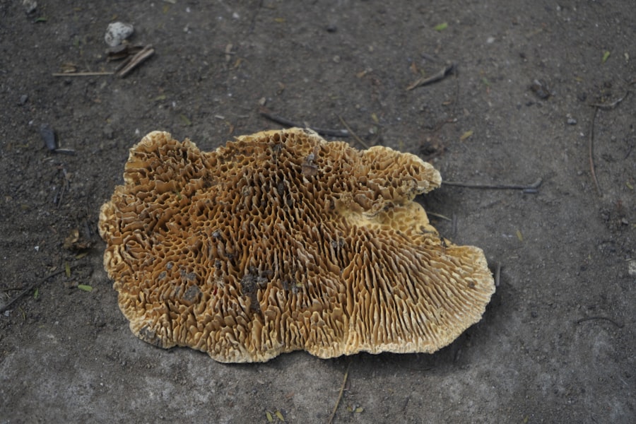 Photo foot fungus